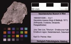 Foto (Objekt + Etiketten) von Discutiolira moesica (Muţiu & Bădăluţă, 1971) (NHMW-GEO-1990-0041-0285)